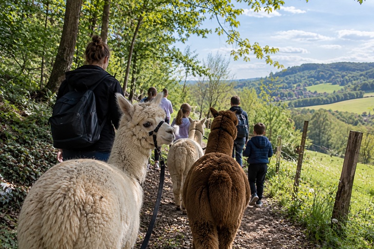 Alpaca wandelen in Gulpen